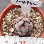 PRESALE Echeveria Colorata Hybrid