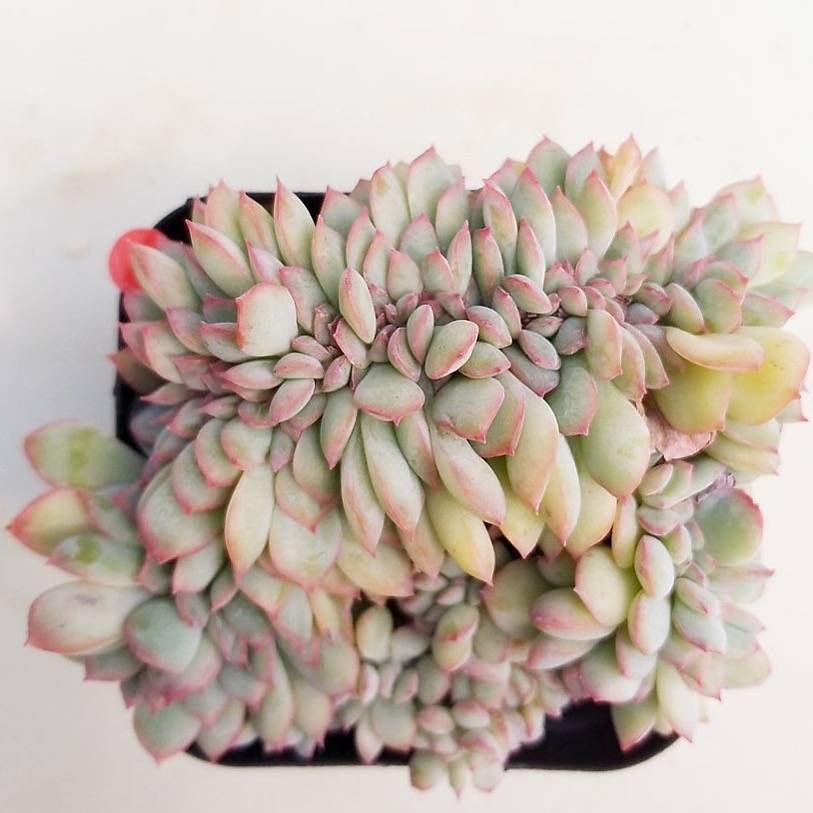 PRESALE Echeveria Brave Cristata, (Random)