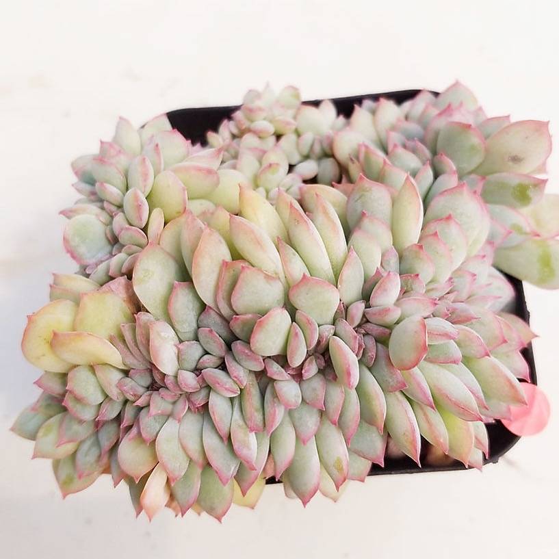 PRESALE Echeveria Brave Cristata, (Random)