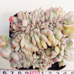 PRESALE Echeveria Brave Cristata, (Random)