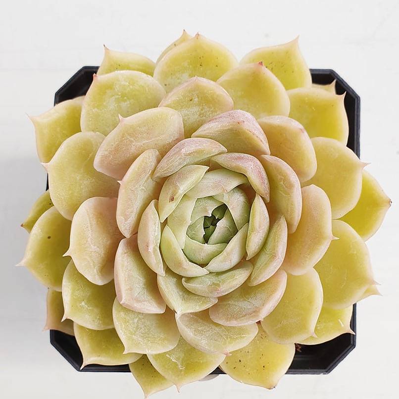 PRESALE Echeveria Onslow, (Random)