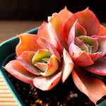 PRESALE Echeveria Red Finkle, (Not so Random)