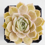 PRESALE Echeveria Onslow, (Random)