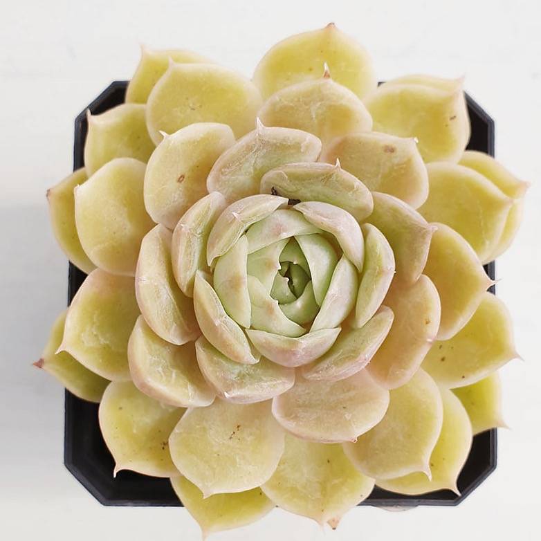 PRESALE Echeveria Onslow, (Random)