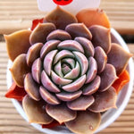 PRESALE Echeveria San Carlos Hybrid, (Not so Random)