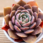 PRESALE Echeveria San Carlos Hybrid, (Not so Random)