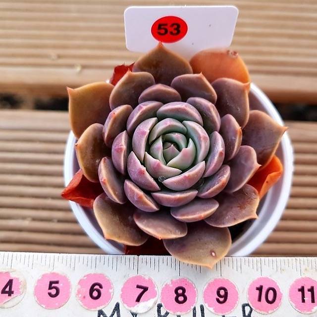 PRESALE Echeveria San Carlos Hybrid, (Not so Random)