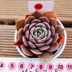 PRESALE Echeveria San Carlos Hybrid, (Not so Random)