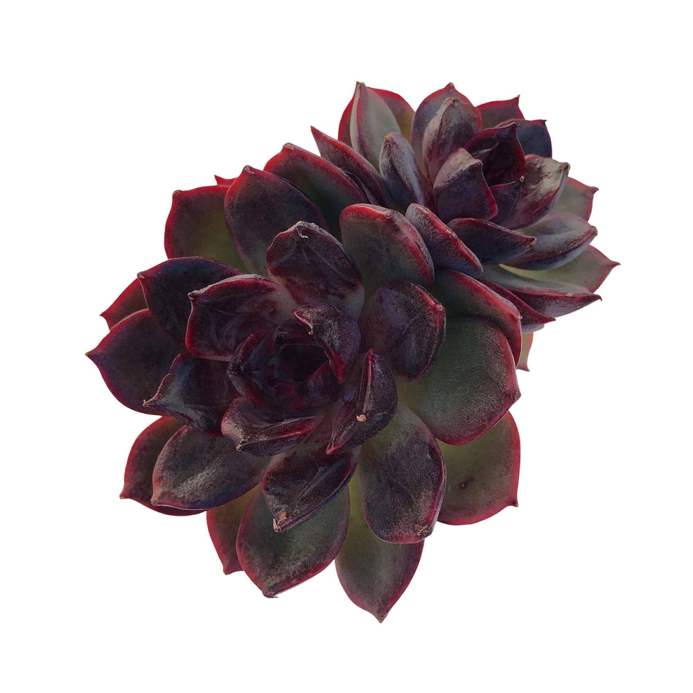 Echeveria Black Rose, Hybrid