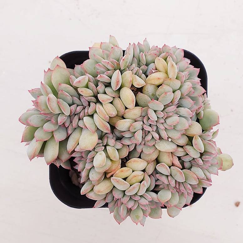 PRESALE Echeveria Brave Cristata, (Random)