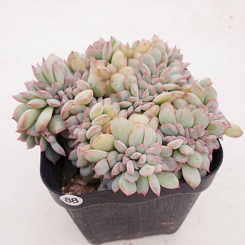 PRESALE Echeveria Brave Cristata, (Random)