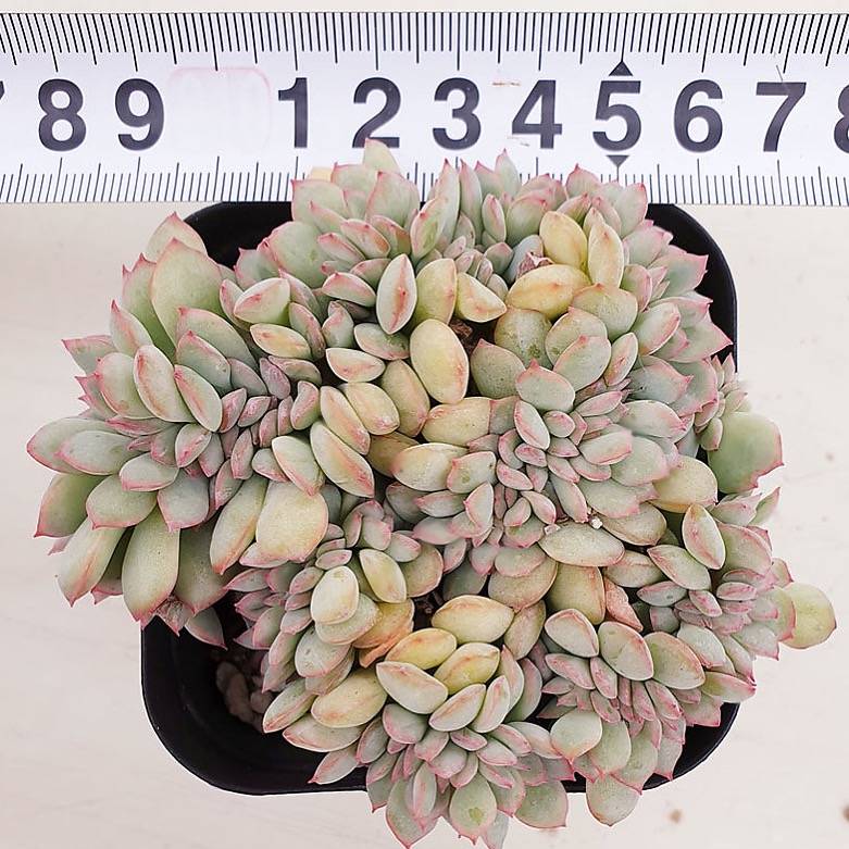 PRESALE Echeveria Brave Cristata, (Random)