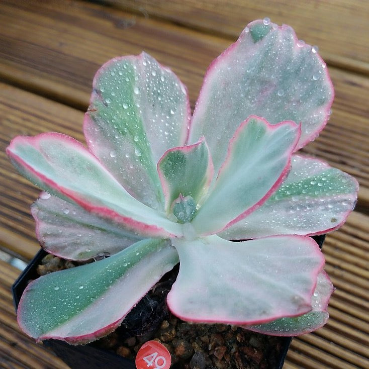 Echeveria Flying Cloud, (Random)