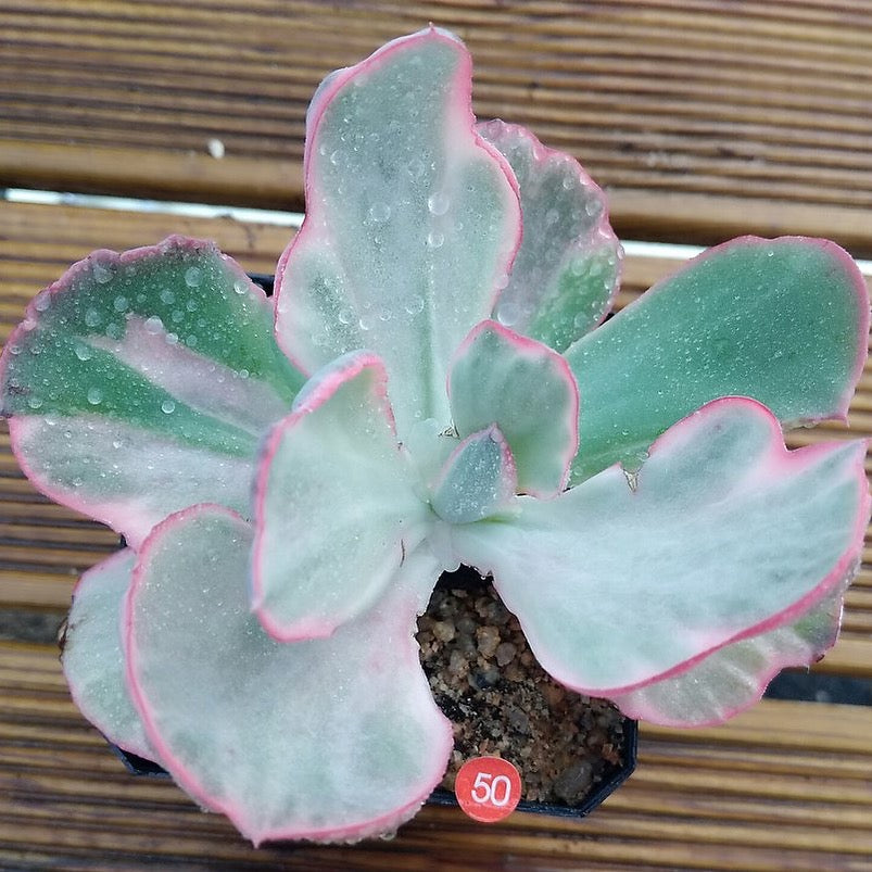 Echeveria Flying Cloud, (Random)