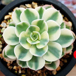 PRESALE Echeveria Lenore Dean, (Random)