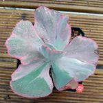 Echeveria Flying Cloud, (Random)