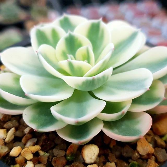 PRESALE Echeveria Lenore Dean, (Random)