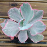 Echeveria Flying Cloud, (Random)