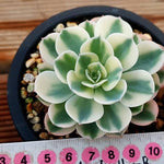 PRESALE Echeveria Lenore Dean, (Random)