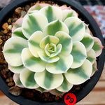 PRESALE Echeveria Lenore Dean, (Random)