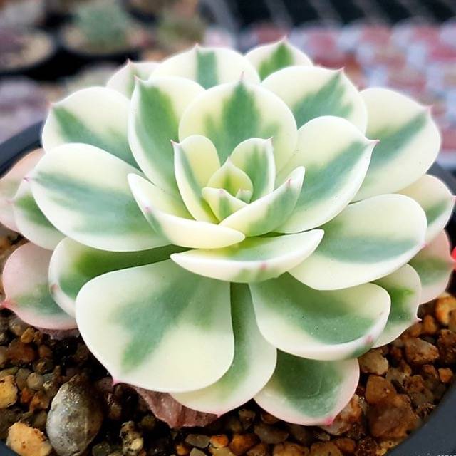 PRESALE Echeveria Lenore Dean, (Random)