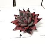 PRESALE Echeveria Agavoides Sirius, (Random)