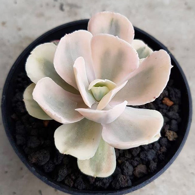 On the List SPECIAL Echeveria Albino Chantilly (Extremely Rare)