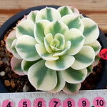 PRESALE Echeveria Lenore Dean, (Random)