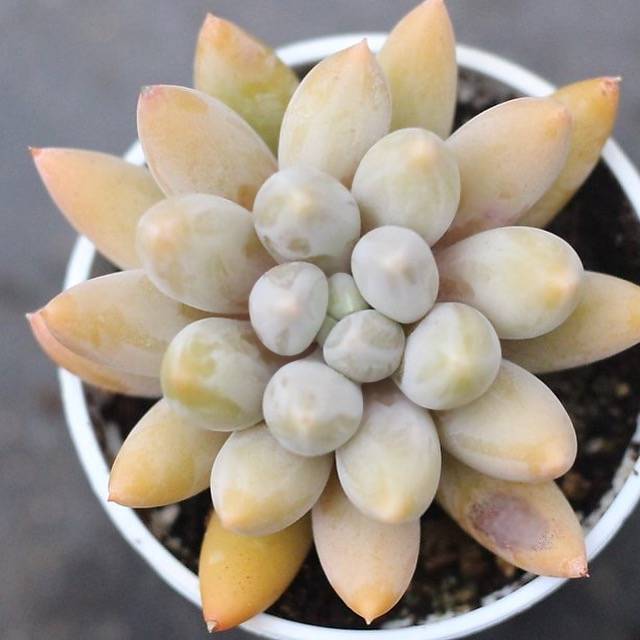 **SPECIAL REQUEST**- E. Tolimanensis Hybrid