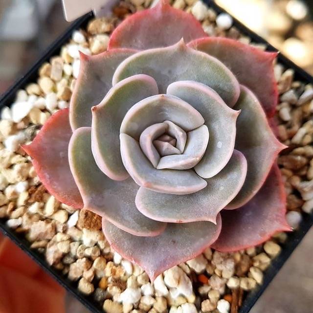 PRESALE Echeveria Goodbye, (Not so Random)