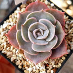 PRESALE Echeveria Goodbye, (Not so Random)