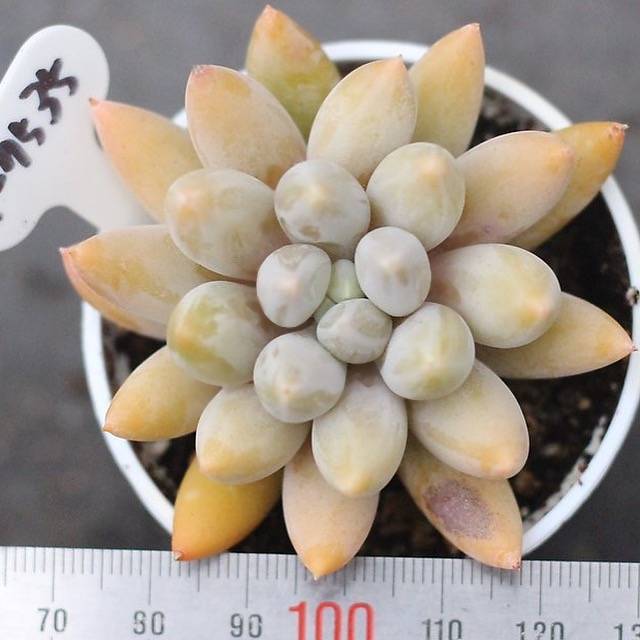 **SPECIAL REQUEST**- E. Tolimanensis Hybrid