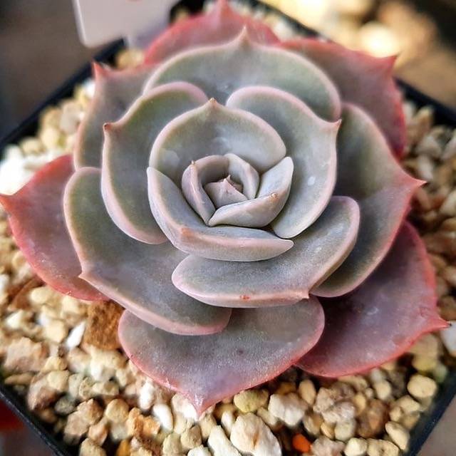 PRESALE Echeveria Goodbye, (Not so Random)