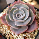 PRESALE Echeveria Goodbye, (Not so Random)