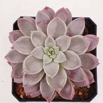 PRESALE Echeveria Hermes, (Random)