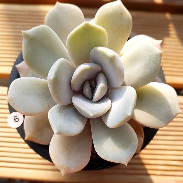 PRESALE Echeveria Tiramisu, (Random)