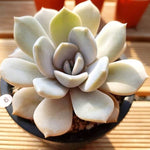 PRESALE Echeveria Tiramisu, (Random)