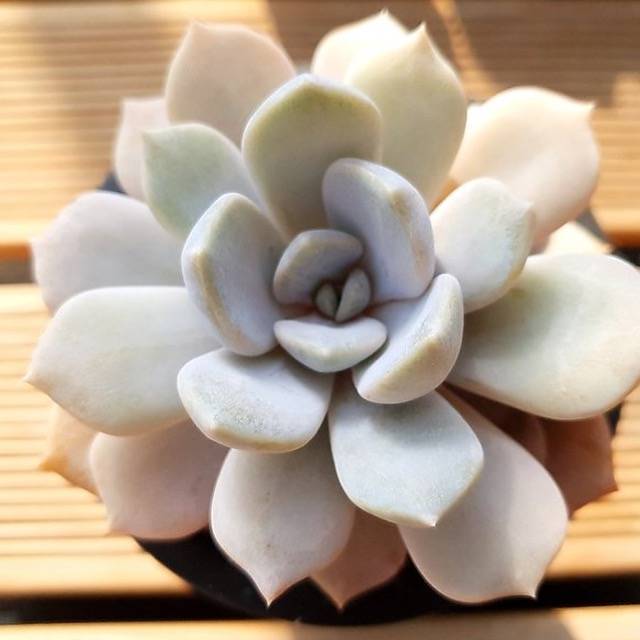 PRESALE Echeveria Tiramisu, (Random)