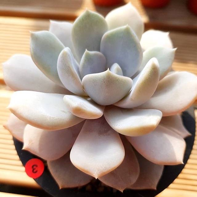 PRESALE Echeveria Tiramisu, (Random)