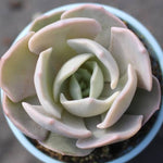 PRESALE Echeveria 'Nuch'