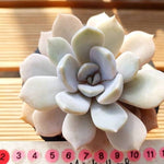 PRESALE Echeveria Tiramisu, (Random)