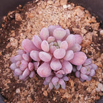 PRESALE Echeveria Amoena, (Random)