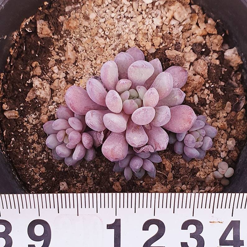 PRESALE Echeveria Amoena, (Random)