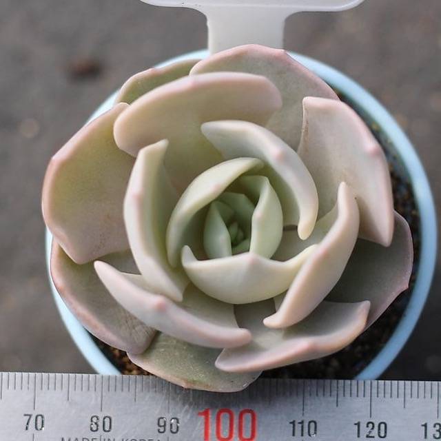 PRESALE Echeveria 'Nuch'