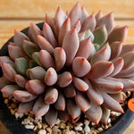 PRESALE Echeveria Orange Sherbet, (Not so Random)