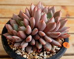 PRESALE Echeveria Orange Sherbet, (Not so Random)