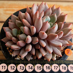 PRESALE Echeveria Orange Sherbet, (Not so Random)