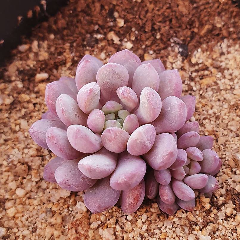 PRESALE Echeveria Amoena, (Random)