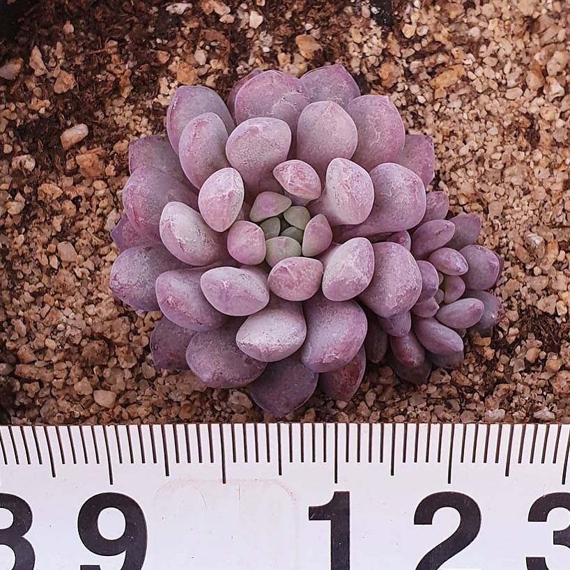 PRESALE Echeveria Amoena, (Random)