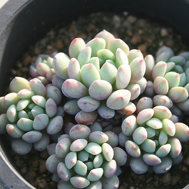 ***SPECIAL REQUEST***- Echeveria Amoena